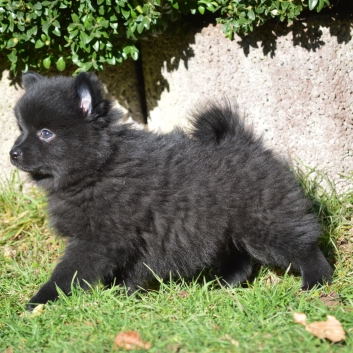 Mittelspitz Stella von der Ro�steige mit 7 Wochen 04