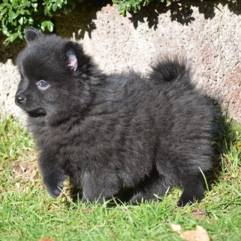 Mittelspitz Stella von der Ro�steige mit 7 Wochen 05