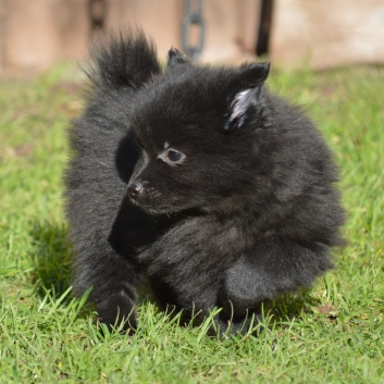 Mittelspitz Sunny Samson von der Ro�steige mit 7 Wochen 03