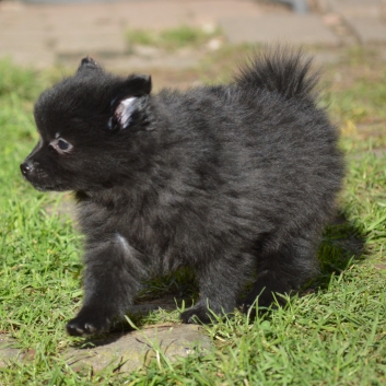 Mittelspitz Sunny Samson von der Ro�steige mit 7 Wochen 04