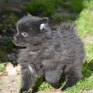 Mittelspitz Sunny Samson von der Ro�steige mit 7 Wochen 05