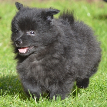 Mittelspitz Sunny Samson von der Ro�steige mit 7 Wochen 06