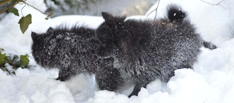 Mittelspitze Samuraj und Rachel von der Rosteige im Schnee - 22