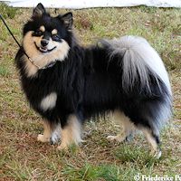 Mittelspitzrde Ivo Wunjo von Jaluk Aurora- Galeriebild