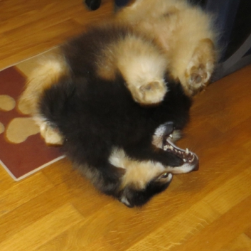 Mittelspitzwelpe Rachel von der Ro�steige im neuen Zuhause 03