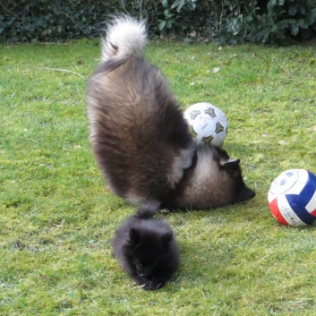 Mittelspitzwelpe Rachel von der Ro�steige im neuen Zuhause 04