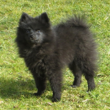 Mittelspitzwelpe Rachel von der Ro�steige im neuen Zuhause 05