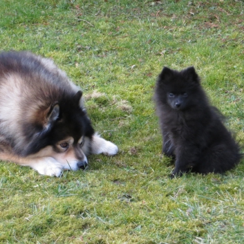 Mittelspitzwelpe Rachel von der Ro�steige im neuen Zuhause 06