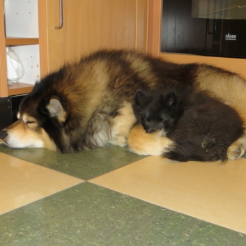 Mittelspitzwelpe Rachel von der Ro�steige im neuen Zuhause 07