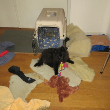 Mittelspitzwelpe Rachel von der Ro�steige im neuen Zuhause 08