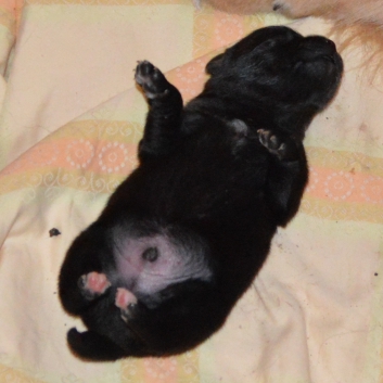 Mittelspitzwelpe Spencer von der Ro�steige eine Woche alt 01