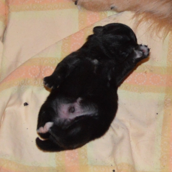 Mittelspitzwelpe Spencer von der Ro�steige eine Woche alt 02