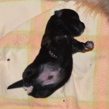 Mittelspitzwelpe Spencer von der Ro�steige eine Woche alt 03