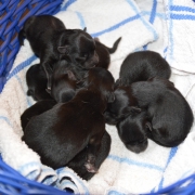 Mittelspitzwelpen S-Wurf von der Ro�steige bis 2 Wochen