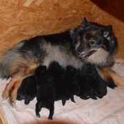 Mittelspitzwelpen S-Wurf von der Ro�steige bis 4 Wochen