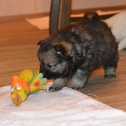 Mittelspitzwelpen S-Wurf von der Ro�steige bis 6 Wochen