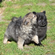 Mittelspitzwelpen S-Wurf von der Ro�steige bis 8 Wochen