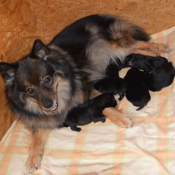 Mittelspitzwelpen S-Wurf von der Ro�steige eine Woche alt 01