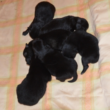 Mittelspitzwelpen S-Wurf von der Ro�steige eine Woche alt 02