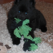 Mittelspitzwelpen S-Wurf von der Ro�steige im neuen Zuhause