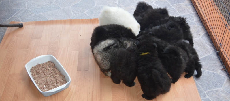 Mittelspitzwelpen S-Wurf von der Ro�steige mit 7 Wochen 01