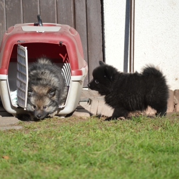 Mittelspitzwelpen S-Wurf von der Ro�steige mit 7 Wochen 02