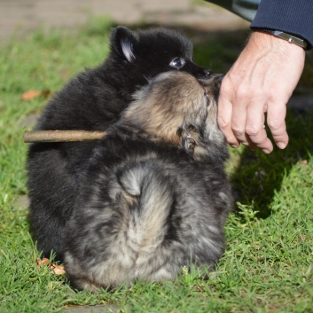 Mittelspitzwelpen S-Wurf von der Ro�steige mit 7 Wochen 03