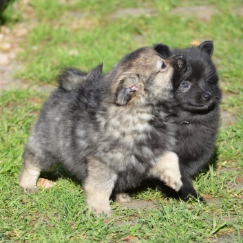 Mittelspitzwelpen S-Wurf von der Ro�steige mit 7 Wochen 04