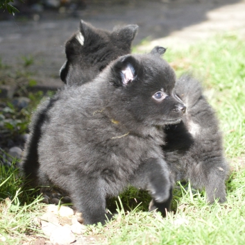 Mittelspitzwelpen S-Wurf von der Ro�steige mit 7 Wochen 05