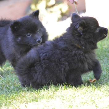 Mittelspitzwelpen S-Wurf von der Ro�steige mit 7 Wochen 06