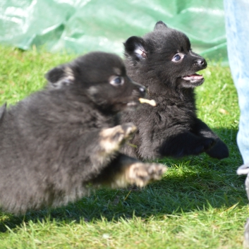 Mittelspitzwelpen S-Wurf von der Ro�steige mit 7 Wochen 07