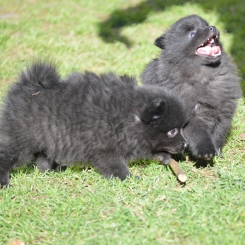 Mittelspitzwelpen S-Wurf von der Ro�steige mit 7 Wochen 08