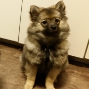 Mittelspitzwelpen S-Wurf von der Ro�steige wir werden groesser