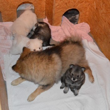 Mittelspitzwelpen von der Ro�steige 7 - 8 Wochen alt 01