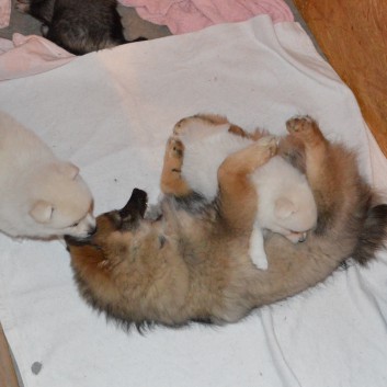 Mittelspitzwelpen von der Ro�steige 7 - 8 Wochen alt 02