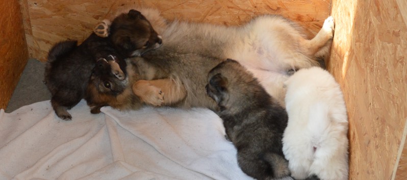 Mittelspitzwelpen von der Ro�steige 7 - 8 Wochen alt 03