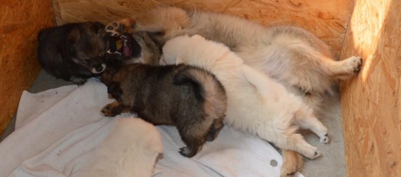 Mittelspitzwelpen von der Ro�steige 7 - 8 Wochen alt 04