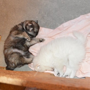 Mittelspitzwelpen von der Ro�steige 7 - 8 Wochen alt 05