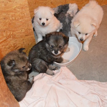 Mittelspitzwelpen von der Ro�steige 7 - 8 Wochen alt 06