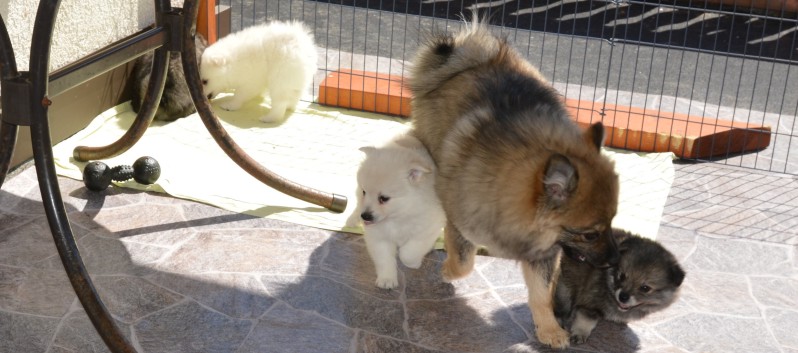 Mittelspitzwelpen von der Ro�steige 7 - 8 Wochen alt 07