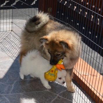 Mittelspitzwelpen von der Ro�steige 7 - 8 Wochen alt 08