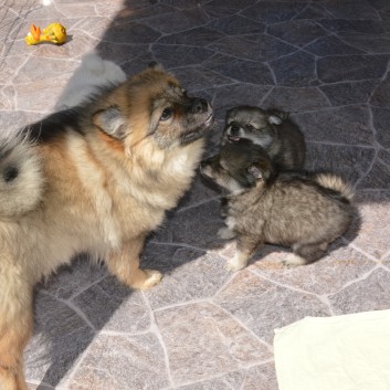 Mittelspitzwelpen von der Ro�steige 7 - 8 Wochen alt 09