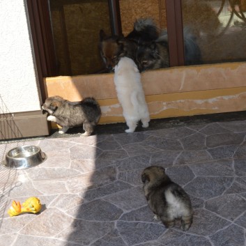 Mittelspitzwelpen von der Ro�steige 7 - 8 Wochen alt 10