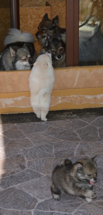 Mittelspitzwelpen von der Ro�steige 7 - 8 Wochen alt 11