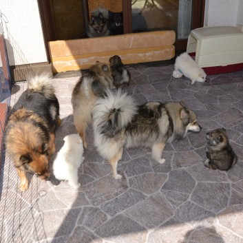 Mittelspitzwelpen von der Ro�steige 7 - 8 Wochen alt 12