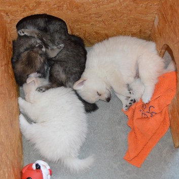 Mittelspitzwelpen von der Ro�steige 7 - 8 Wochen alt 13