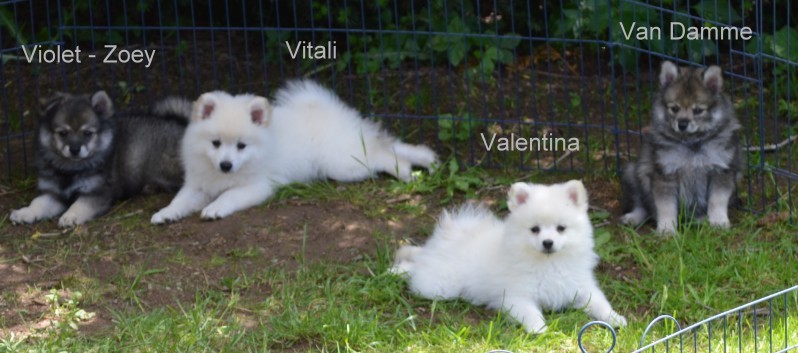 Mittelspitzwelpen von der Ro�steige 7 - 8 Wochen alt 14