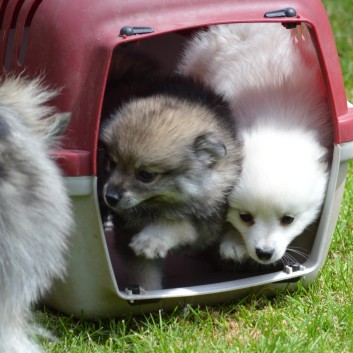 Mittelspitzwelpen von der Ro�steige 7 - 8 Wochen alt 15