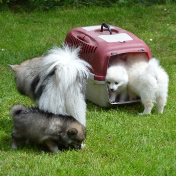 Mittelspitzwelpen von der Ro�steige 7 - 8 Wochen alt 16