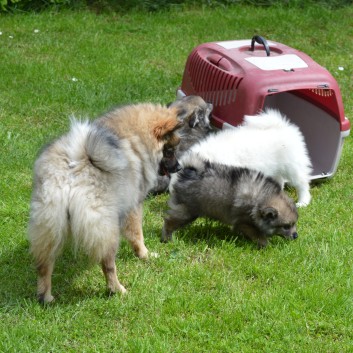 Mittelspitzwelpen von der Ro�steige 7 - 8 Wochen alt 17